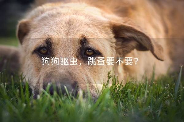 狗狗驅蟲,跳蚤要不要? 狗狗驅蟲,跳蚤要不要?