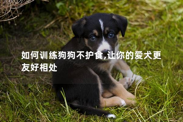 如何訓練狗狗不護食,讓你的愛犬更友好相處