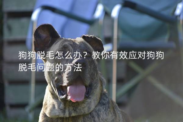 狗狗脫毛怎么辦？教你有效應(yīng)對狗狗脫毛問題的方法