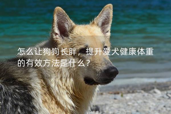 怎么讓狗狗長胖,提升愛犬健康體重的有效方法是什么? 怎么讓狗狗長胖,提升愛犬健康體重的有效方法是什么?