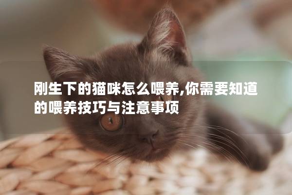 剛生下的貓咪怎么喂養(yǎng),你需要知道的喂養(yǎng)技巧與注意事項(xiàng)