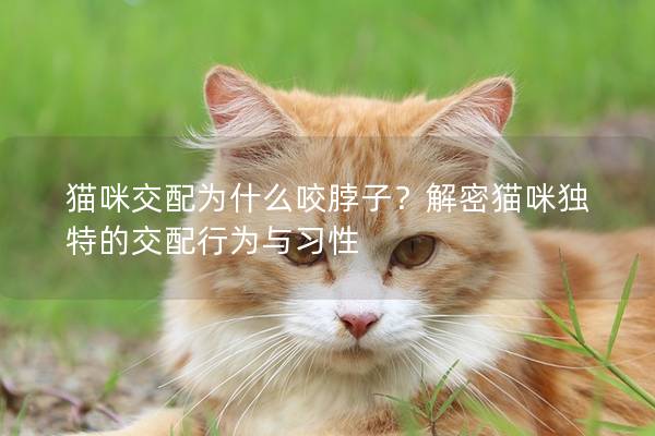貓咪交配為什么咬脖子？解密貓咪獨特的交配行為與習性