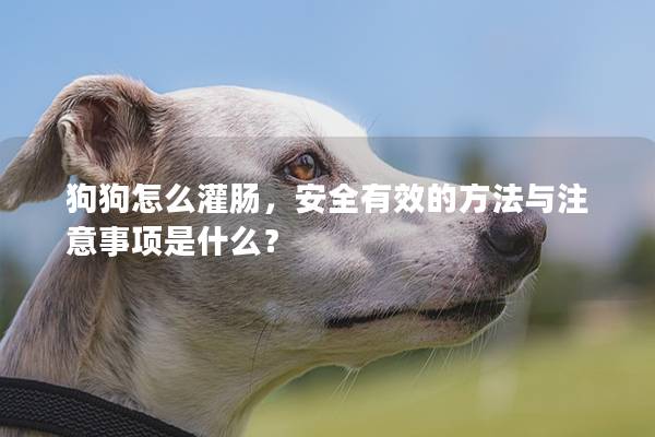 狗狗怎么灌腸，安全有效的方法與注意事項(xiàng)是什么？