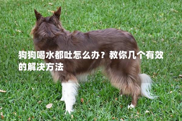 狗狗喝水都吐怎么辦？教你幾個有效的解決方法