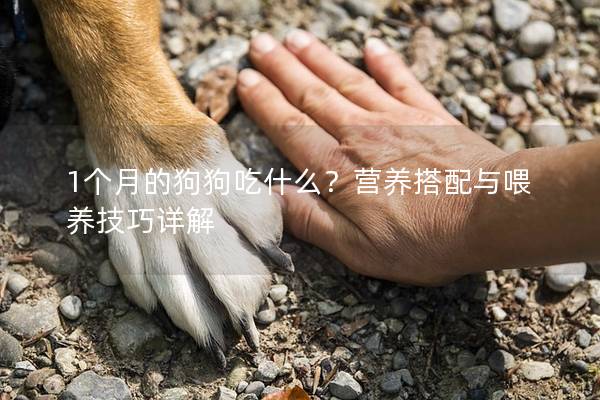 1個月的狗狗吃什么？營養搭配與喂養技巧詳解