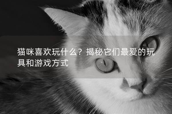 貓咪喜歡玩什么？揭秘它們最愛的玩具和游戲方式