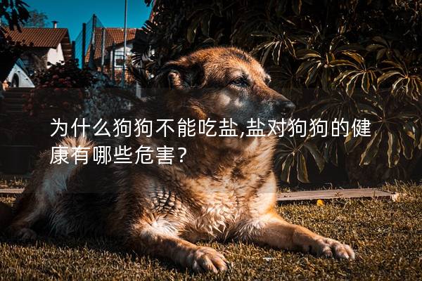 為什么狗狗不能吃鹽,鹽對狗狗的健康有哪些危害？