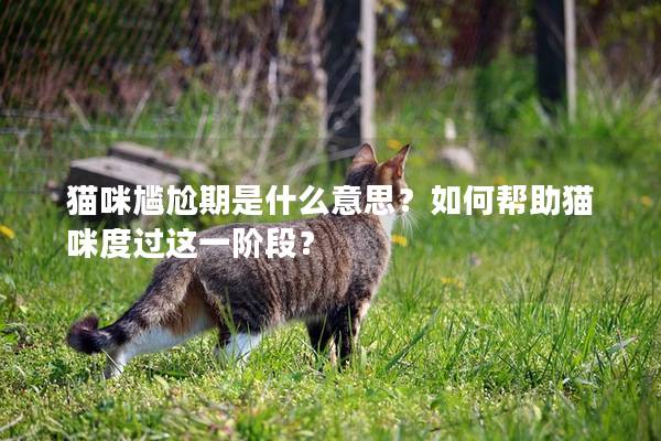 貓咪尷尬期是什么意思？如何幫助貓咪度過這一階段？