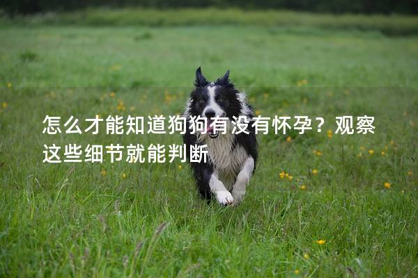 怎么才能知道狗狗有沒有懷孕？觀察這些細(xì)節(jié)就能判斷