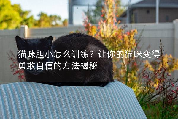 貓咪膽小怎么訓練？讓你的貓咪變得勇敢自信的方法揭秘