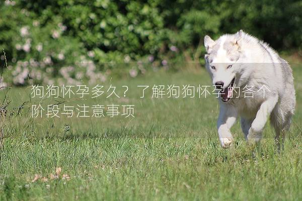 狗狗懷孕多久？了解狗狗懷孕的各個階段與注意事項