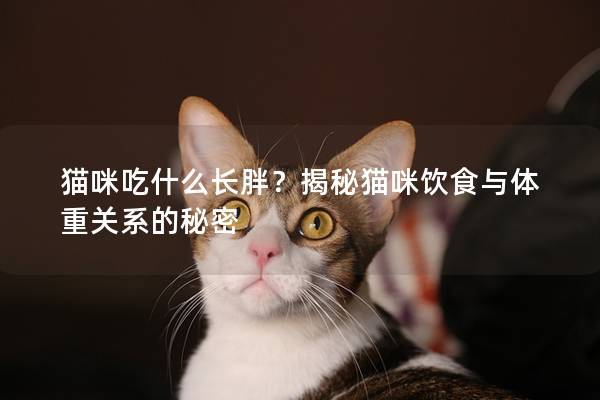 貓咪吃什么長胖？揭秘貓咪飲食與體重關系的秘密