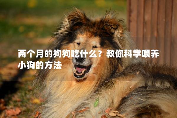 兩個月的狗狗吃什么？教你科學喂養小狗的方法