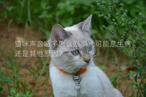 貓咪聲音啞了怎么回事，可能是生病還是其他原因？