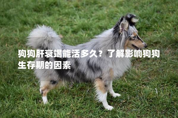 狗狗肝衰竭能活多久？了解影響狗狗生存期的因素