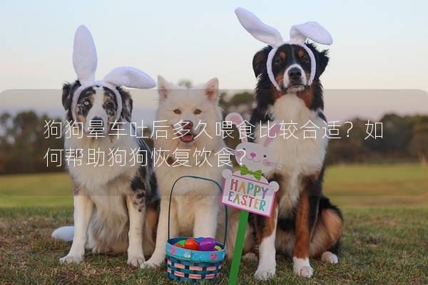 狗狗暈車吐后多久喂食比較合適？如何幫助狗狗恢復(fù)飲食？