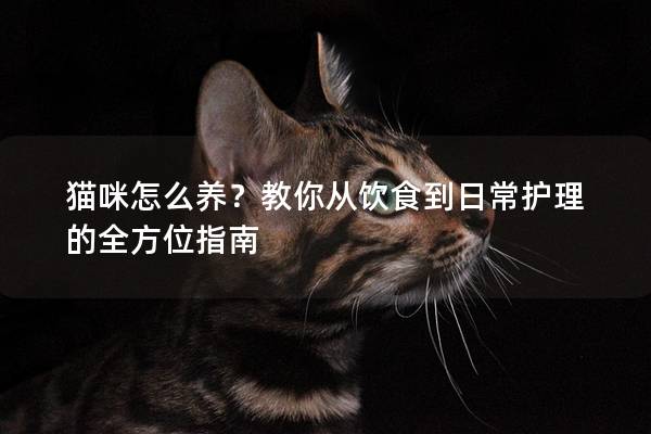 貓咪怎么養？教你從飲食到日常護理的全方位指南