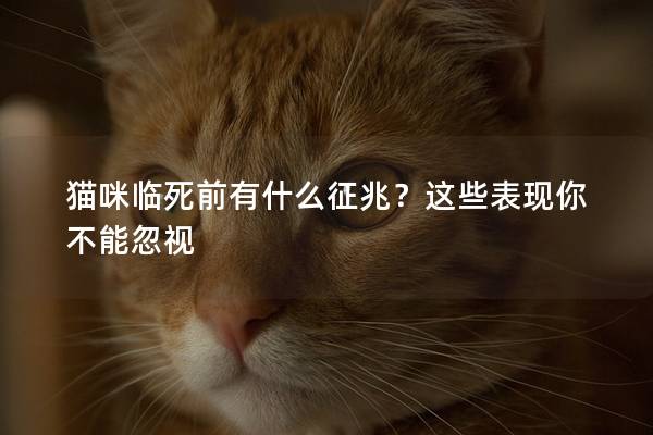 貓咪臨死前有什么征兆？這些表現(xiàn)你不能忽視