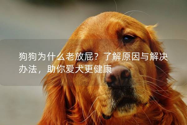 狗狗為什么老放屁？了解原因與解決辦法，助你愛犬更健康