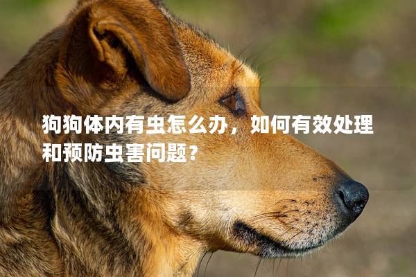 狗狗體內(nèi)有蟲怎么辦,如何有效處理和預防蟲害問題? 狗狗體內(nèi)有蟲怎么辦,如何有效處理和預防蟲害問題?