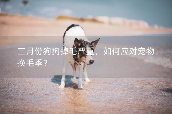 三月份狗狗掉毛嚴重,如何應對寵物換毛季? 三月份狗狗掉毛嚴重,如何應對寵物換毛季?