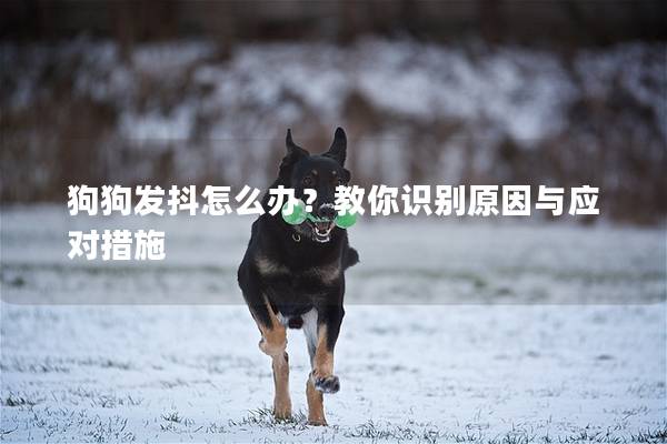 狗狗發(fā)抖怎么辦？教你識別原因與應對措施