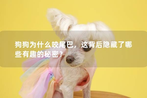 狗狗為什么咬尾巴，這背后隱藏了哪些有趣的秘密？