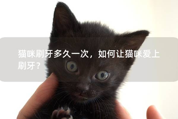 貓咪刷牙多久一次，如何讓貓咪愛上刷牙？