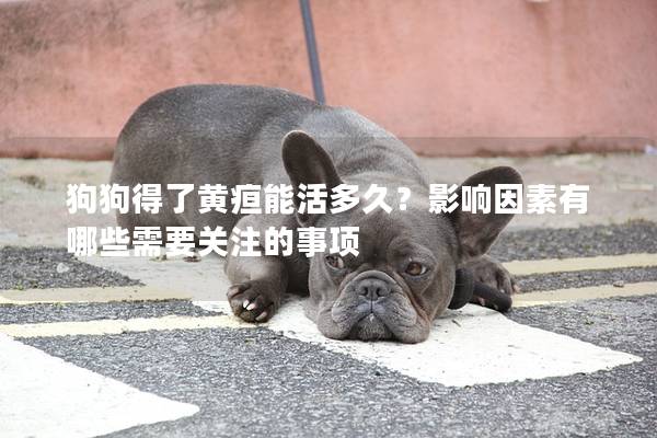 狗狗得了黃疸能活多久？影響因素有哪些需要關(guān)注的事項