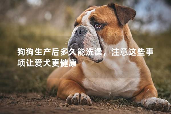 狗狗生產(chǎn)后多久能洗澡，注意這些事項(xiàng)讓愛犬更健康
