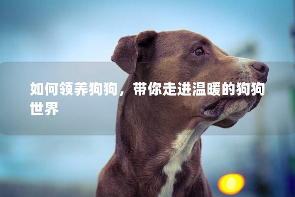 如何領養狗狗，帶你走進溫暖的狗狗世界