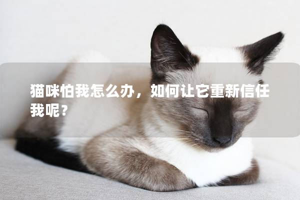 貓咪怕我怎么辦，如何讓它重新信任我呢？