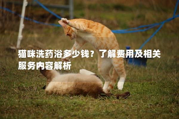 貓咪洗藥浴多少錢？了解費用及相關服務內容解析