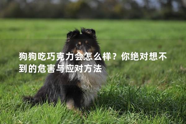 狗狗吃巧克力會怎么樣？你絕對想不到的危害與應對方法