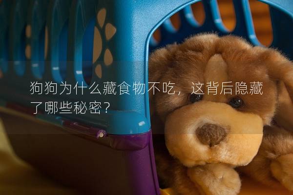 狗狗為什么藏食物不吃，這背后隱藏了哪些秘密？
