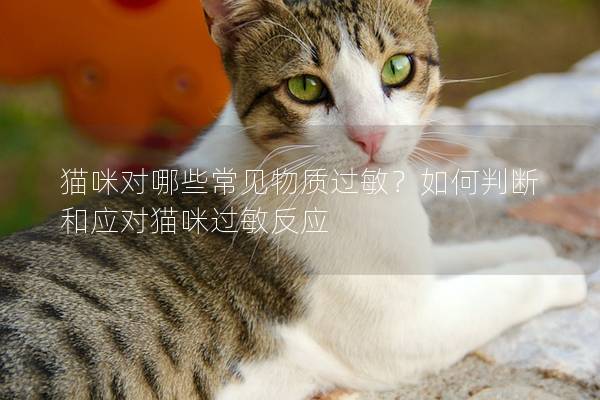 貓咪對哪些常見物質過敏？如何判斷和應對貓咪過敏反應