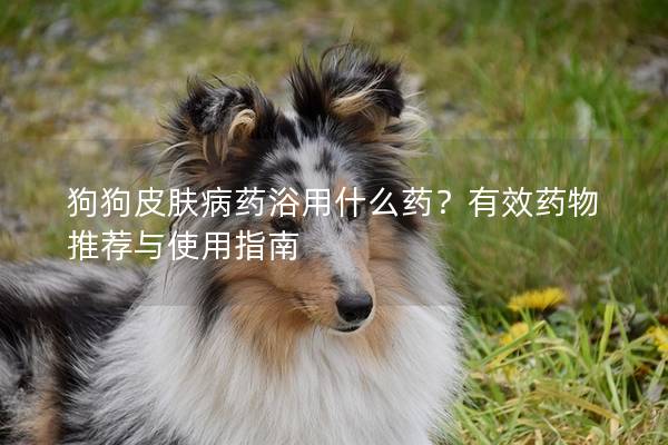 狗狗皮膚病藥浴用什么藥？有效藥物推薦與使用指南