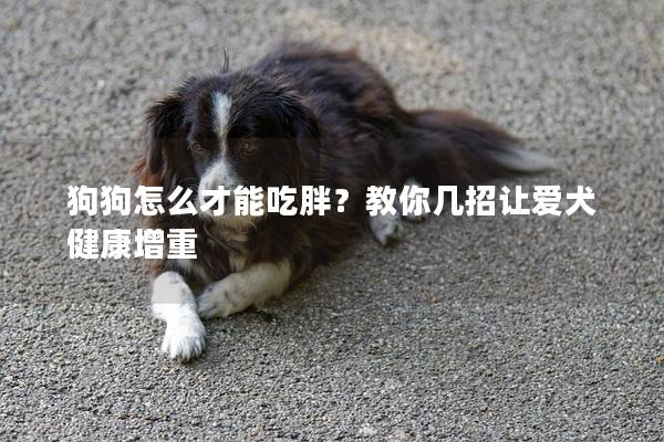 狗狗怎么才能吃胖？教你幾招讓愛犬健康增重