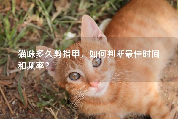 貓咪多久剪指甲，如何判斷最佳時間和頻率？
