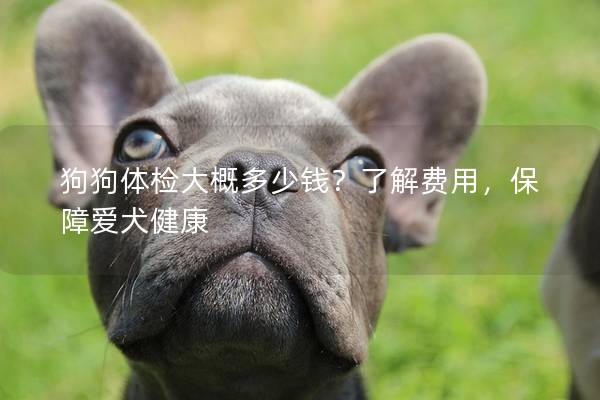 狗狗體檢大概多少錢？了解費用，保障愛犬健康