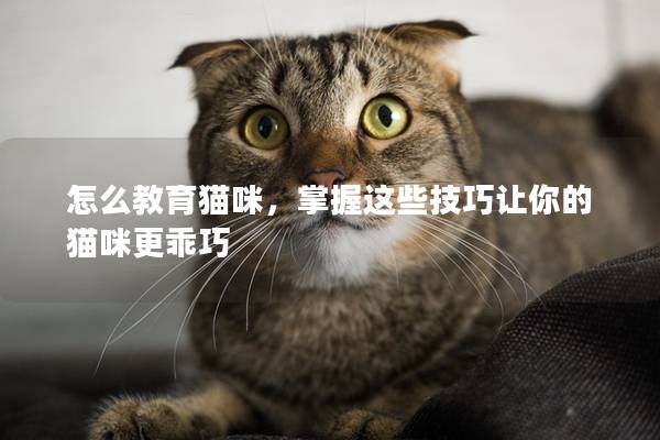怎么教育貓咪，掌握這些技巧讓你的貓咪更乖巧