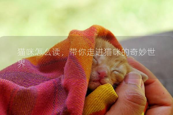 貓咪怎么讀，帶你走進貓咪的奇妙世界
