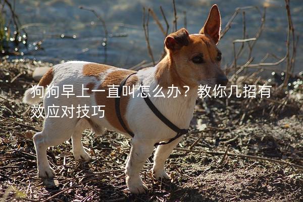 狗狗早上一直叫怎么辦？教你幾招有效應(yīng)對技巧