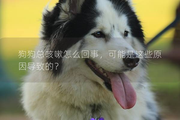 狗狗總咳嗽怎么回事，可能是這些原因導致的？