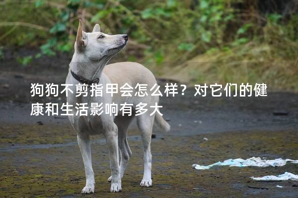 狗狗不剪指甲會怎么樣？對它們的健康和生活影響有多大
