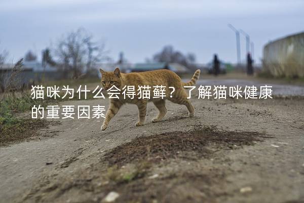 貓咪為什么會得貓蘚？了解貓咪健康的重要因素