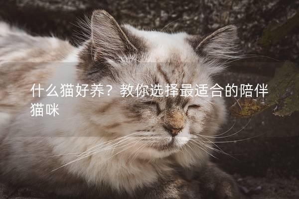 什么貓好養(yǎng)？教你選擇最適合的陪伴貓咪