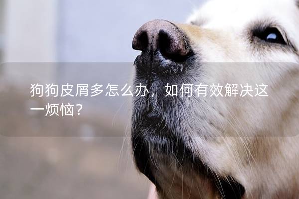 狗狗皮屑多怎么辦，如何有效解決這一煩惱？