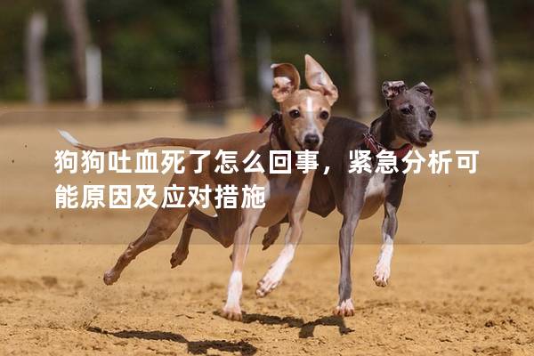 狗狗吐血死了怎么回事，緊急分析可能原因及應對措施