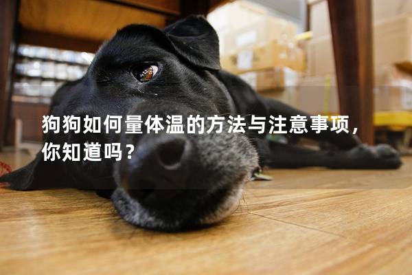 狗狗如何量體溫的方法與注意事項，你知道嗎？